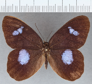  ( - CFC31159)  @11 [ ] Copyright (2019) Center For Collection-Based Research Center For Collection-Based Research
