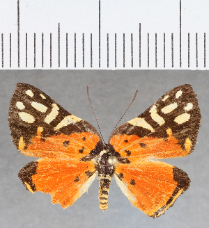  (Symmachia rubina separata - CFC31613)  @11 [ ] Copyright (2019) Center For Collection-Based Research Center For Collection-Based Research