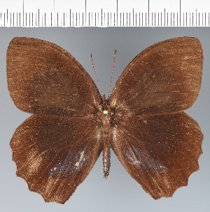  ( - CFC31983)  @11 [ ] copyright (2022) Center For Collection-Based Research Center For Collection-Based Research