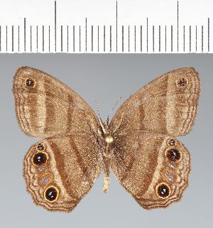  ( - CFC32019)  @11 [ ] copyright (2022) Center For Collection-Based Research Center For Collection-Based Research