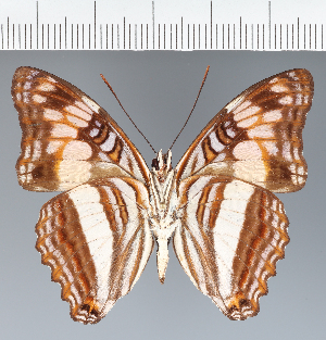  (Adelpha sp. CF08 - CFC32164)  @11 [ ] copyright (2023) Center For Collection-Based Research Center For Collection-Based Research