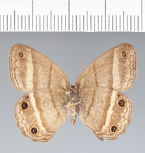  ( - CFC32835)  @11 [ ] copyright (2022) Center For Collection-Based Research Center For Collection-Based Research