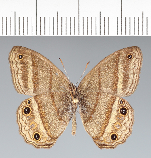  ( - CFC33883)  @11 [ ] copyright (2022) Center For Collection-Based Research Center For Collection-Based Research