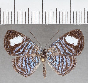  ( - CFC34416)  @11 [ ] copyright (2021) Center For Collection-Based Research Center For Collection-Based Research
