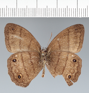  (Malaveria - CFC35617)  @11 [ ] copyright (2022) Center For Collection-Based Research Center For Collection-Based Research