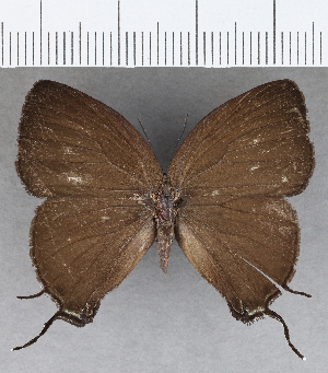  ( - CFC35620)  @11 [ ] Copyright (2020) Center For Collection-Based Research Center For Collection-Based Research