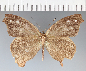  ( - CFC35763)  @11 [ ] copyright (2021) Center For Collection-Based Research Center For Collection-Based Research