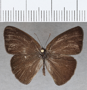  (Hermeuptychia atalanta - CFC36137)  @11 [ ] Copyright (2020) Center For Collection-Based Research Center For Collection-Based Research