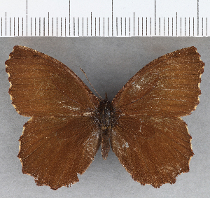  ( - CFC36539)  @11 [ ] copyright (2020) Center For Collection-Based Research Center For Collection-Based Research