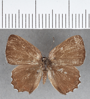  ( - CFC03659)  @11 [ ] Copyright (2019) Center For Collection-Based Research Center For Collection-Based Research