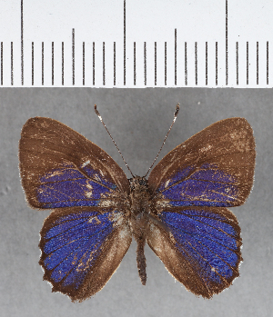  ( - CFC03660)  @11 [ ] Copyright (2019) Center For Collection-Based Research Center For Collection-Based Research