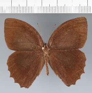  ( - CFC36684)  @11 [ ] copyright (2022) Center For Collection-Based Research Center For Collection-Based Research