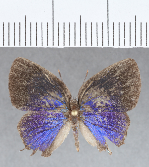  ( - CFC03690)  @12 [ ] Copyright (2019) Center For Collection-Based Research Center For Collection-Based Research