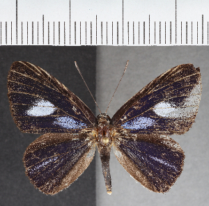  ( - CFC37576)  @11 [ ] copyright (2021) Center For Collection-Based Research Center For Collection-Based Research