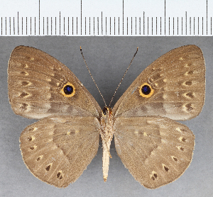  ( - CFC38669)  @11 [ ] copyright (2021) Center For Collection-Based Research Center For Collection-Based Research