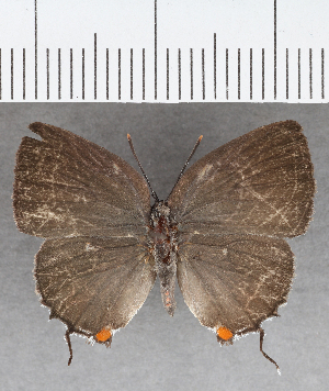  (Thereus sp. CFCF - CFC39447)  @11 [ ] copyright (2021) Center For Collection-Based Research Center For Collection-Based Research