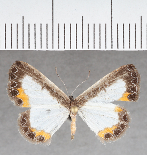  ( - CFC39838)  @11 [ ] copyright (2021) Center For Collection-Based Research Center For Collection-Based Research
