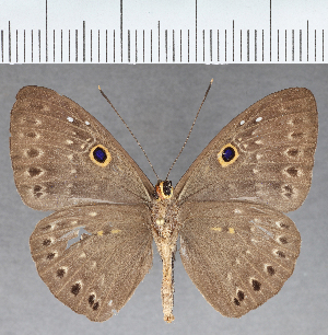  ( - CFC39891)  @11 [ ] copyright (2021) Center For Collection-Based Research Center For Collection-Based Research