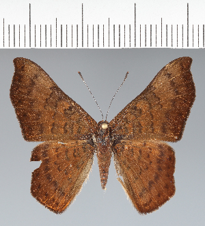  ( - CFC41689)  @11 [ ] copyright (2022) Center For Collection-Based Research Center For Collection-Based Research