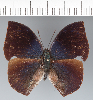  ( - CFC41895)  @11 [ ] copyright (2022) Center For Collection-Based Research Center For Collection-Based Research