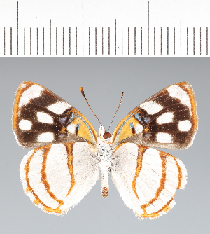  ( - CFC41971)  @11 [ ] copyright (2022) Center For Collection-Based Research Center For Collection-Based Research