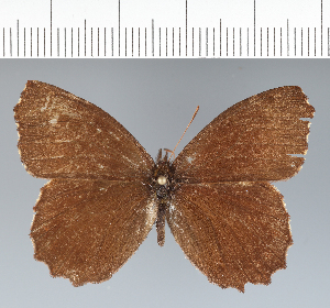  ( - CFC42035)  @11 [ ] copyright (2022) Center For Collection-Based Research Center For Collection-Based Research