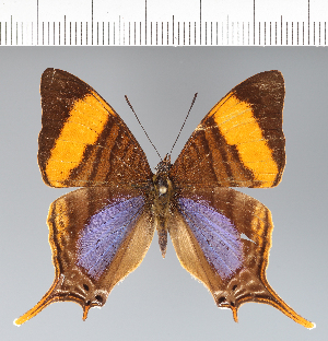  (Marpesia corinna - CFC42059)  @11 [ ] copyright (2022) Center For Collection-Based Research Center For Collection-Based Research