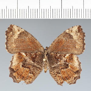  ( - CFC42073)  @11 [ ] copyright (2022) Center For Collection-Based Research Center For Collection-Based Research
