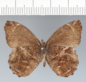  ( - CFC42096)  @11 [ ] copyright (2022) Center For Collection-Based Research Center For Collection-Based Research