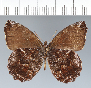  ( - CFC42101)  @11 [ ] copyright (2022) Center For Collection-Based Research Center For Collection-Based Research