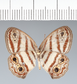  ( - CFC42321)  @11 [ ] copyright (2022) Center For Collection-Based Research Center For Collection-Based Research