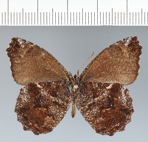  ( - CFC42564)  @11 [ ] copyright (2022) Center For Collection-Based Research Center For Collection-Based Research