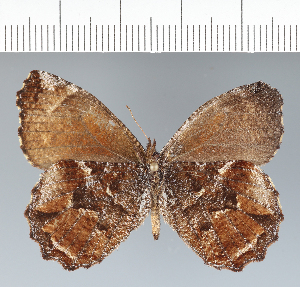  ( - CFC42566)  @11 [ ] copyright (2022) Center For Collection-Based Research Center For Collection-Based Research