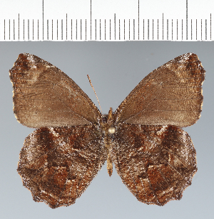  ( - CFC42569)  @11 [ ] copyright (2022) Center For Collection-Based Research Center For Collection-Based Research