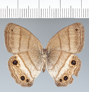  (Koutalina - CFC42571)  @11 [ ] copyright (2022) Center For Collection-Based Research Center For Collection-Based Research