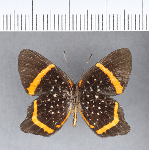  (Riodina lysippus lysias - CFC04267)  @11 [ ] Copyright (2018) Center For Collection-Based Research Center For Collection-Based Research