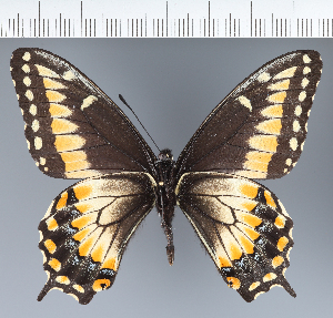  (Papilio sp. CF01 - CFC43744)  @11 [ ] copyright (2023) Center For Collection-Based Research Center For Collection-Based Research