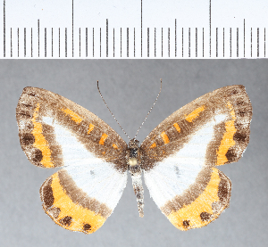  ( - CFC04991)  @11 [ ] Copyright (2018) Center For Collection-Based Research Center For Collection-Based Research