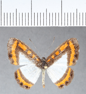  ( - CFC05156)  @13 [ ] Copyright (2018) Center For Collection-Based Research Center For Collection-Based Research