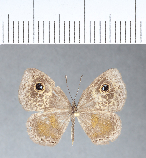  ( - CFC05225)  @11 [ ] Copyright (2018) Center For Collection-Based Research Center For Collection-Based Research