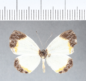  ( - CFC05308)  @11 [ ] Copyright (2018) Center For Collection-Based Research Center For Collection-Based Research