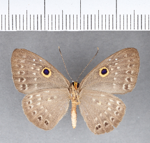  ( - CFC05362)  @11 [ ] Copyright (2018) Center For Collection-Based Research Center For Collection-Based Research