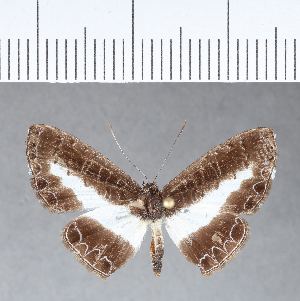  ( - CFC05750)  @11 [ ] Copyright (2018) Center For Collection-Based Research Center For Collection-Based Research