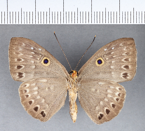  ( - CFC05809)  @11 [ ] Copyright (2018) Center For Collection-Based Research Center For Collection-Based Research