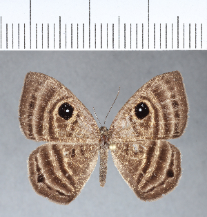  ( - CFC05937)  @11 [ ] Copyright (2018) Center For Collection-Based Research Center For Collection-Based Research