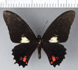  (Papilio chiansiades - CFC06456)  @11 [ ] Copyright (2018) Center For Collection-Based Research Center For Collection-Based Research