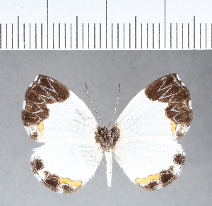  (Nymphidium sp. CF12 - CFC06854)  @13 [ ] Copyright (2018) Center For Collection-Based Research Center For Collection-Based Research