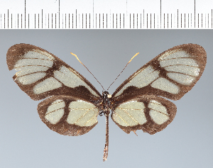  (Callithomia lenea - CFC06887)  @11 [ ] copyright (2022) Center For Collection-Based Research Center For Collection-Based Research