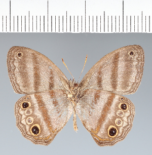  (Paryphthimoides sheba - CFC07083)  @11 [ ] copyright (2022) Center For Collection-Based Research Center For Collection-Based Research