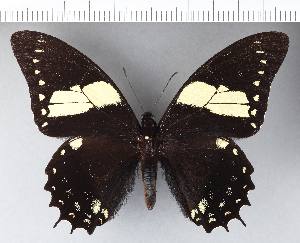  (Papilio menatius - CFC07547)  @11 [ ] Copyright (2018) Center For Collection-Based Research Center For Collection-Based Research